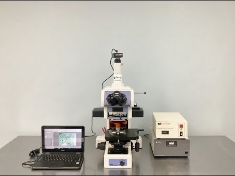 Nikon Eclipse E800 Fluorescence Microscope Video ID 24583