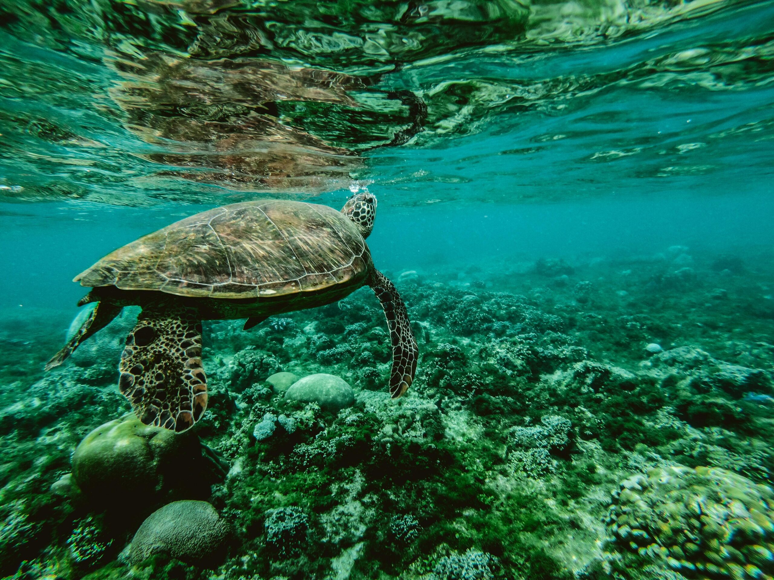 Seaturtles sense climate change credit bell co