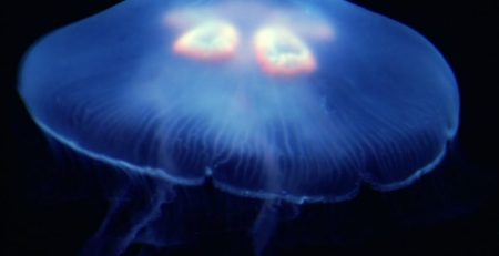 Immortality Exists In Jelly Fish 