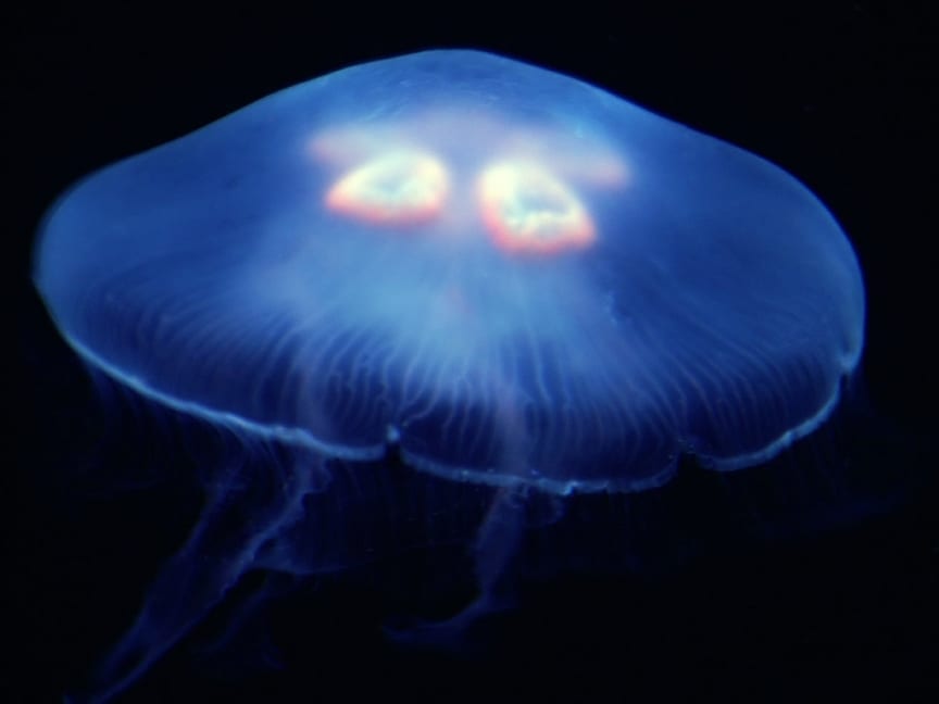 Immortality Exists In Jelly Fish