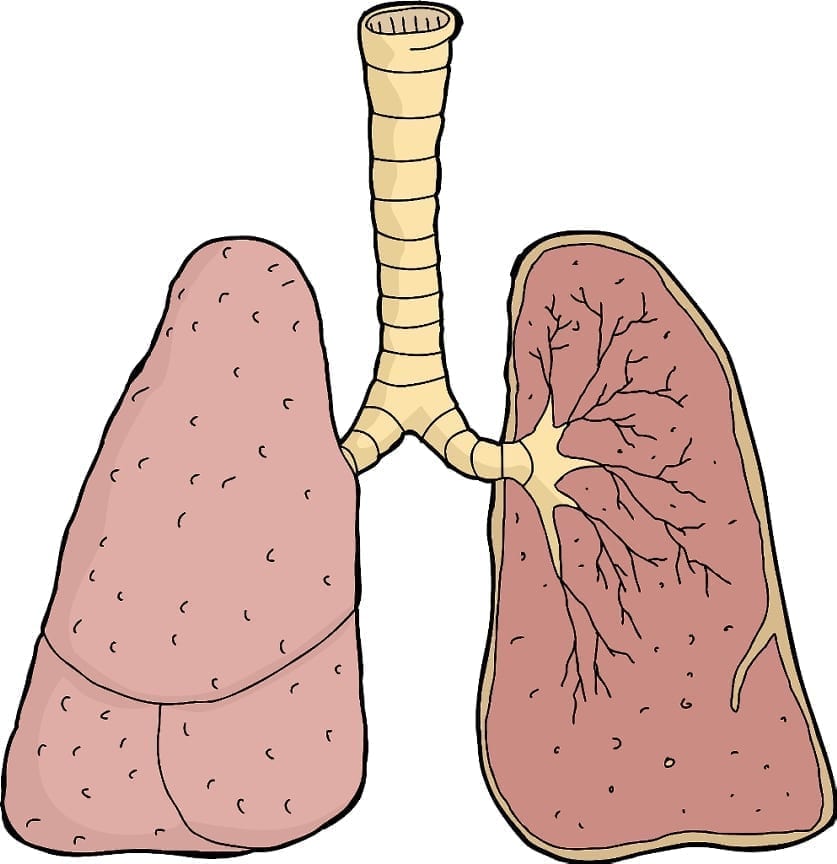 3D Printed Windpipe, Bioprinting, Organovo, TheLabWorldGroup