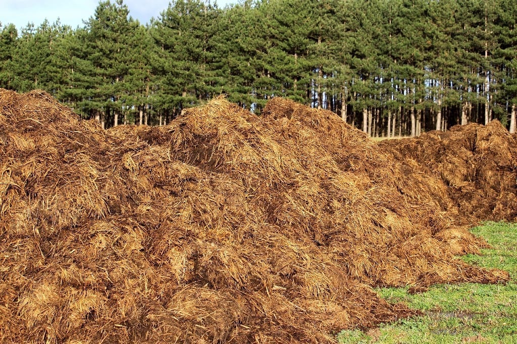 Manure left to naturally compost