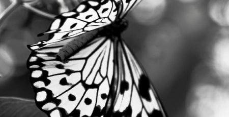 butterfly