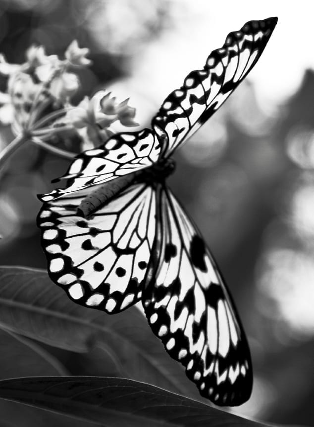 butterfly