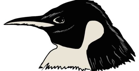 Draw rendition of a penguin head
