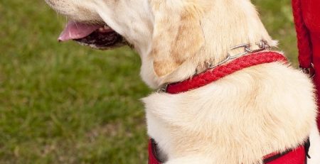 Image of a service dog in vest