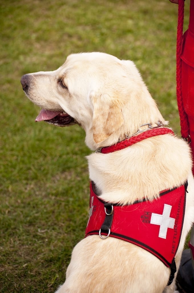Image of a service dog in vest