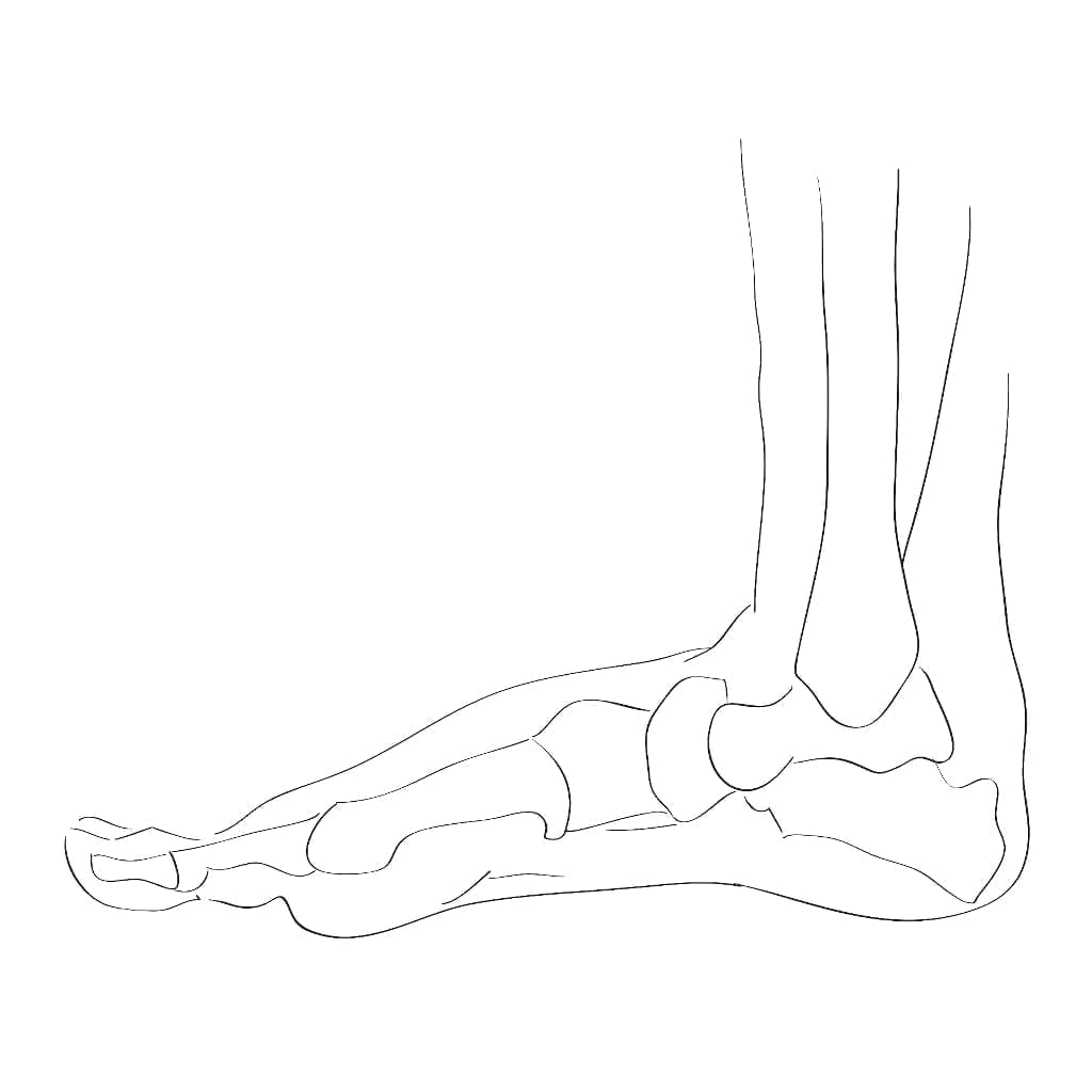 Side image of the metatarsal