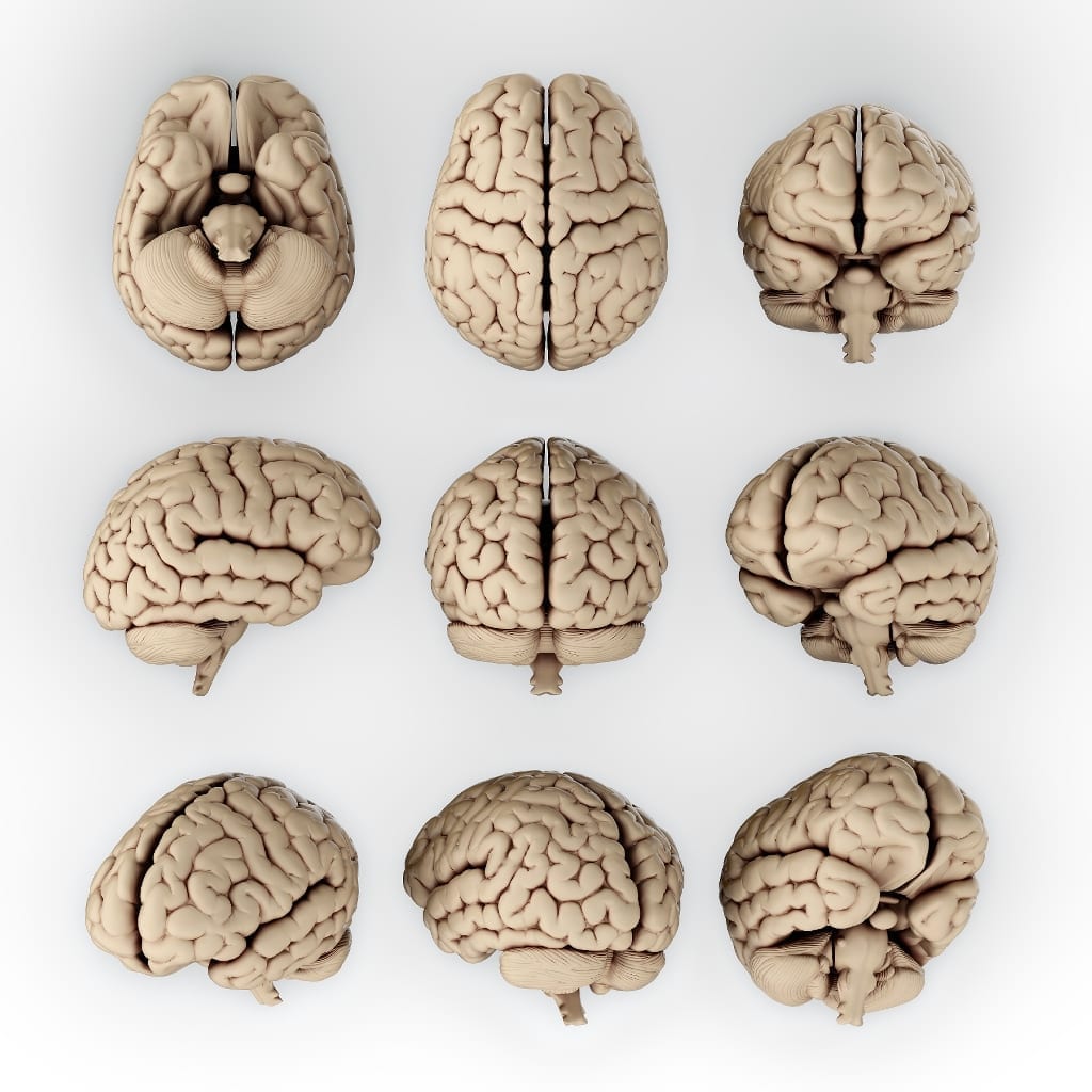 Johns Hopkins Grows "Mini-Brains" for Lab Testing