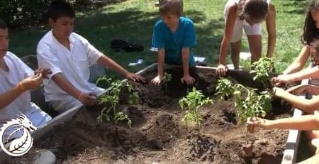 The Green Dragons, Green Dragons Boston, Bay State Start-Up, Teaching Children Good Eating Habits, Planting Veggies, Urban Gardens