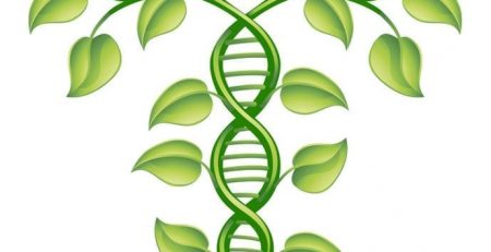 Harvard Study Multiple Genome Plants,  Duplicating Genome, DNA Sequences, Chromosome Pairs, Speed up Crop Growths