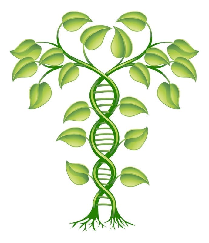 Harvard Study Multiple Genome Plants,  Duplicating Genome, DNA Sequences, Chromosome Pairs, Speed up Crop Growths