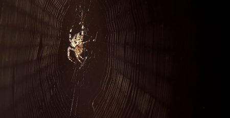 Study shows why people are afraid of spiders