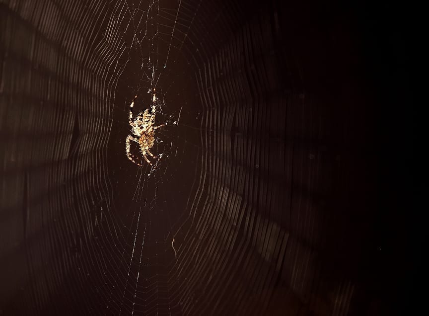 Study shows why people are afraid of spiders