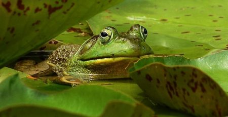 In southern India, within a wet evergreen forest, the male white-spotted bush frog lures a female into his bamboo nest