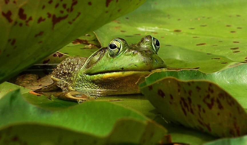 In southern India, within a wet evergreen forest, the male white-spotted bush frog lures a female into his bamboo nest