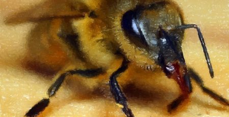 Close up image of bee