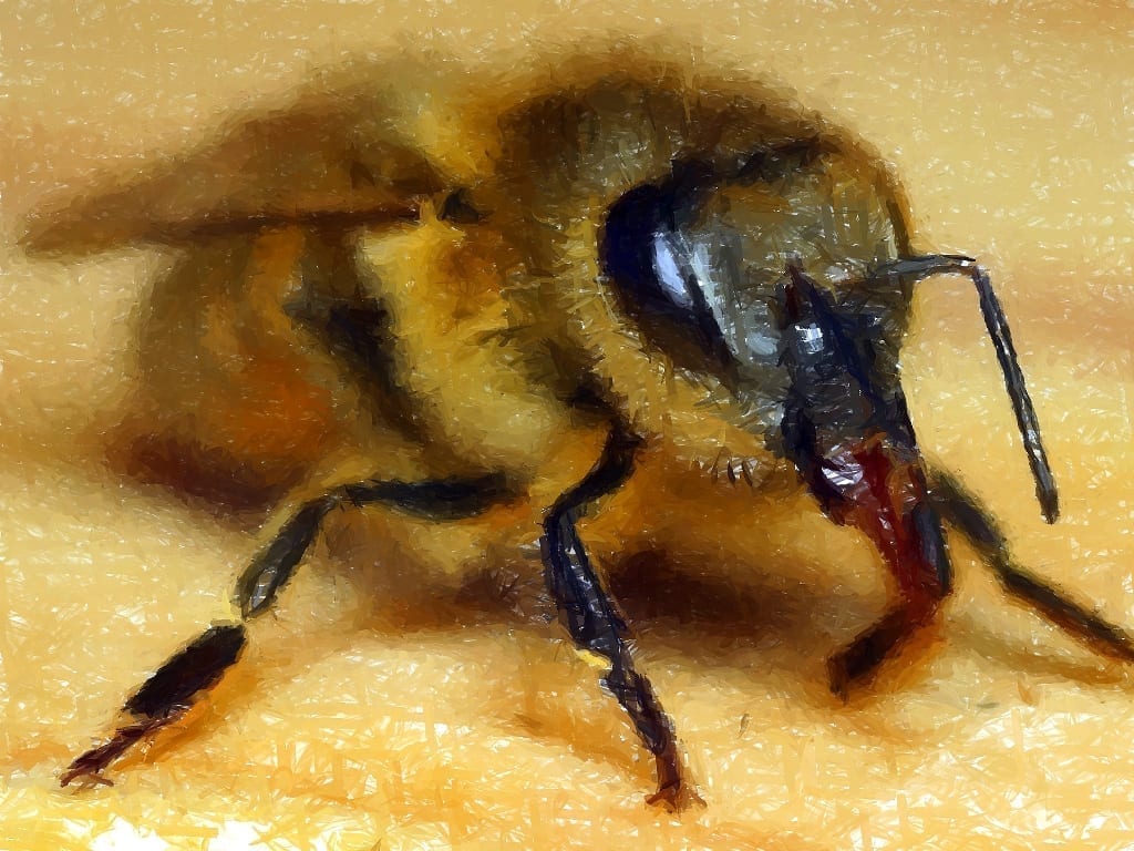 Close up image of bee