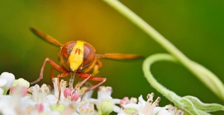 hornet is burned by bees, bees adapt to killer hornets