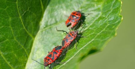 Scientists from the South China Agricultural University found a whole bunch of rare blind cave beetles