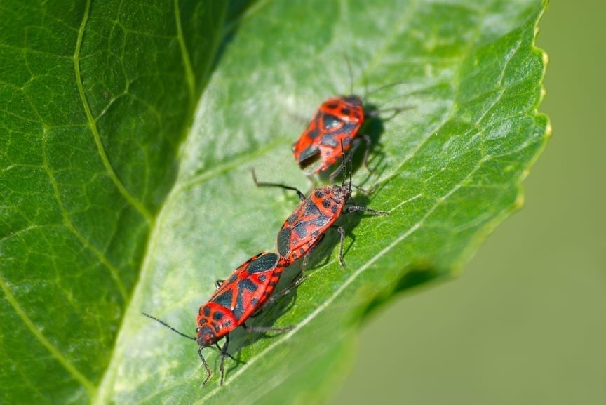 Scientists from the South China Agricultural University found a whole bunch of rare blind cave beetles