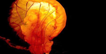 Bright Orange Bioluminescent Jellyfish 