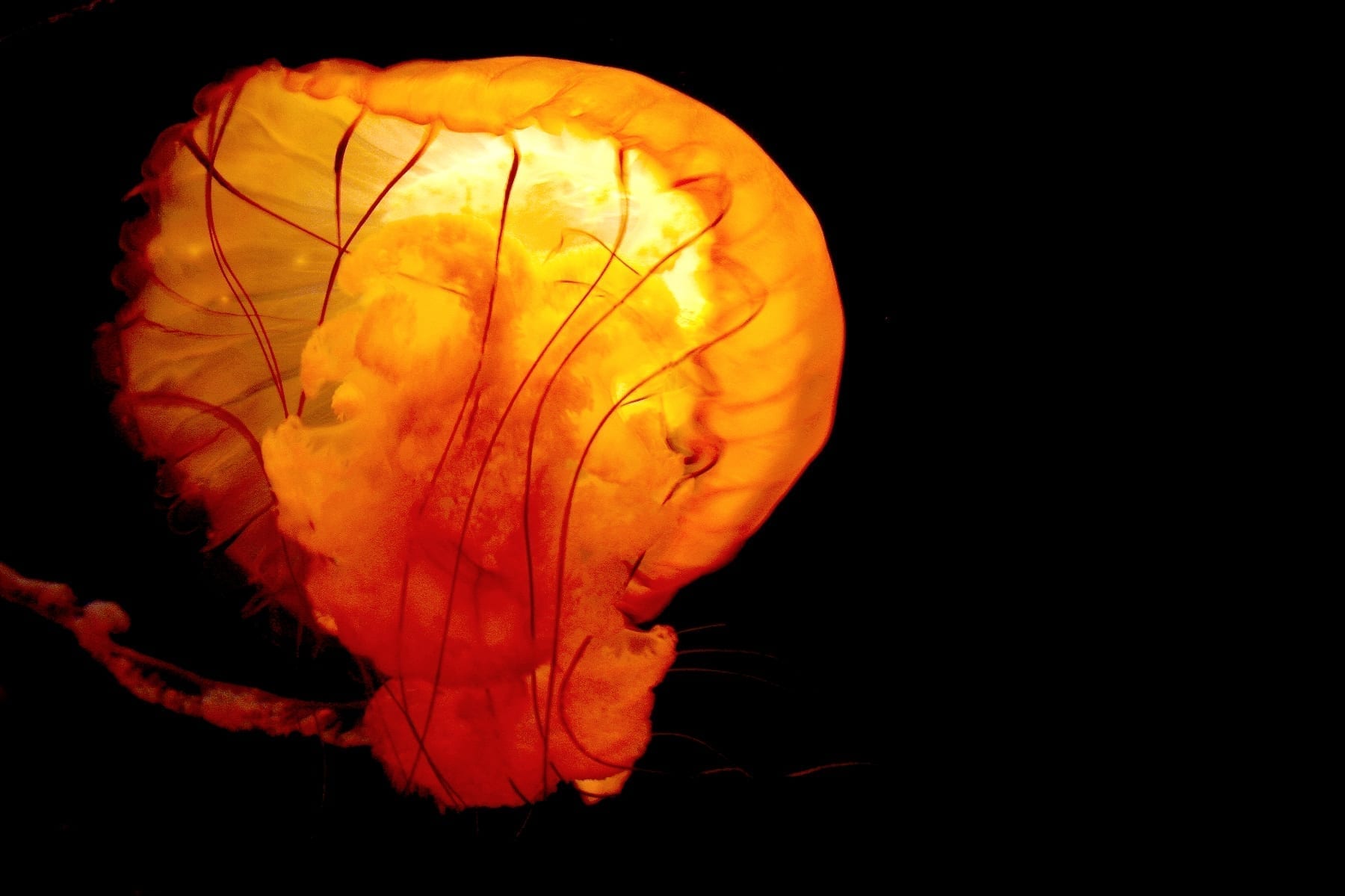 Bright Orange Bioluminescent Jellyfish
