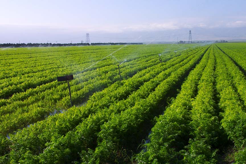 California voters have rejected a closely watched ballot measure that would have made the state the first in the nation to require the labeling of foods made from genetically modified crops