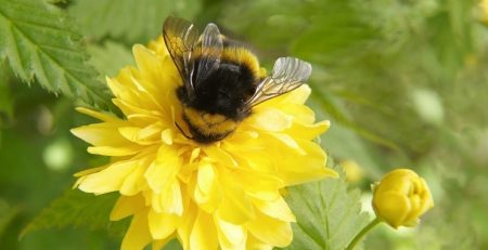 Recent studies has shown that certain kind of bumblebee might seek out nectar that is high inalkaloids like nicotine