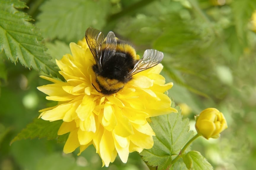 Recent studies has shown that certain kind of bumblebee might seek out nectar that is high inalkaloids like nicotine