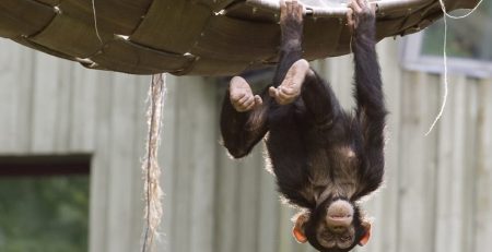 study conducted on whether cognitive behavior is heritable, researchers tested chimps to see if behaviors were linked, georgia university figured out only some behaviors were passed down but not all, believed that the environment plays a role in intelligence