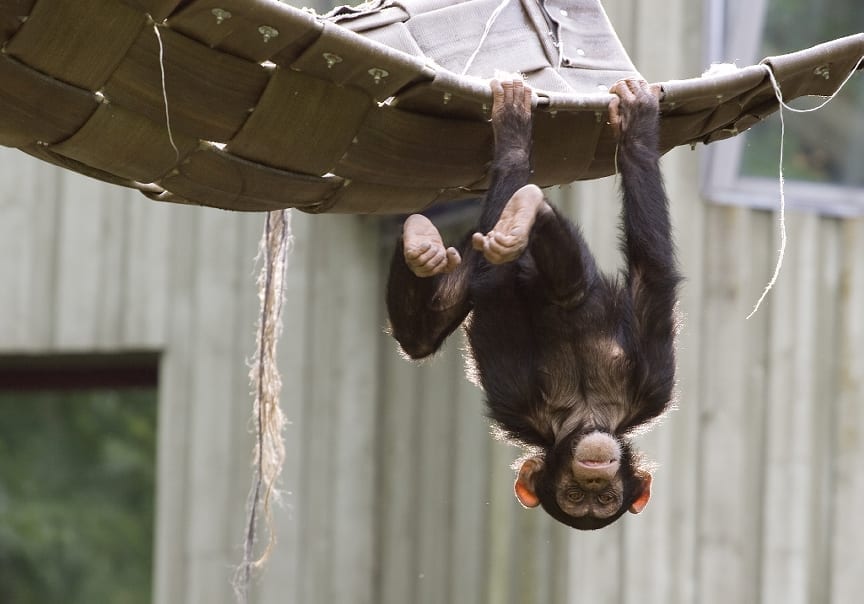 study conducted on whether cognitive behavior is heritable, researchers tested chimps to see if behaviors were linked, georgia university figured out only some behaviors were passed down but not all, believed that the environment plays a role in intelligence