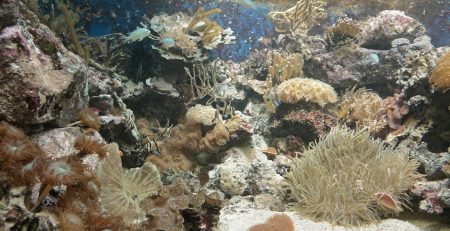 Picture of a Coral Reef