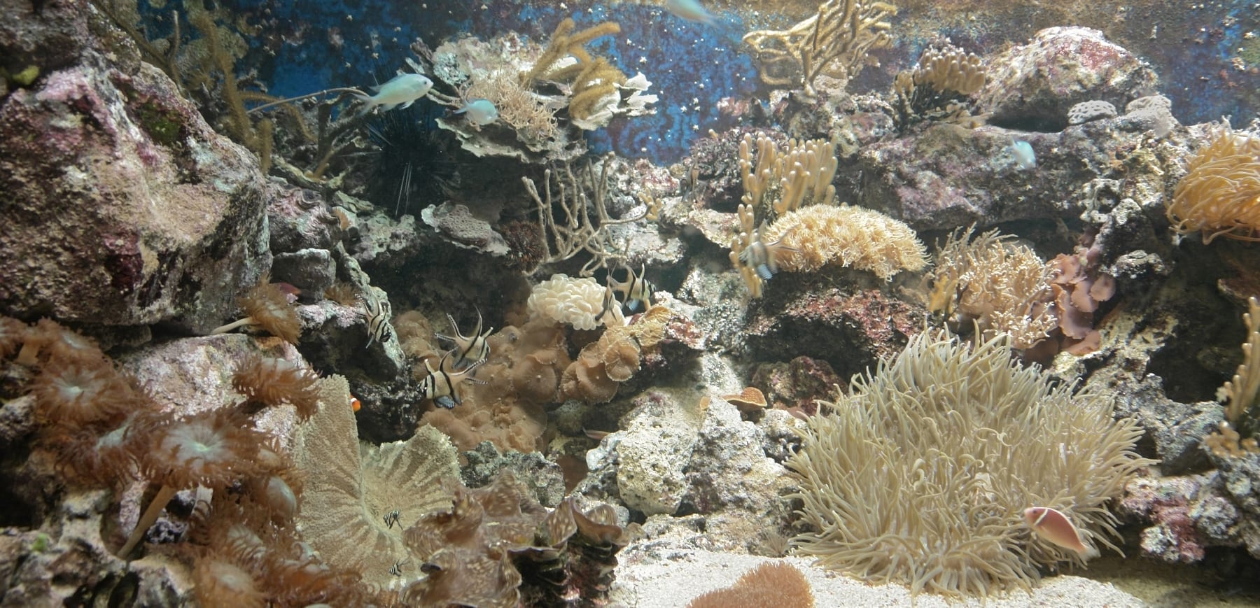 Picture of a Coral Reef