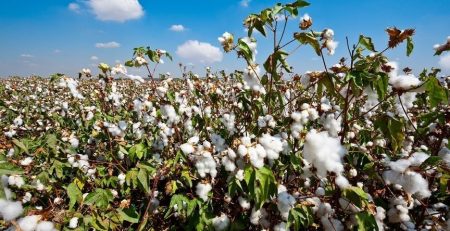 Cotton leaf curl virus (CLCV) can now be cured with the help of biotechnology as a major breakthrough has been made in transferring modified genes to local varieties