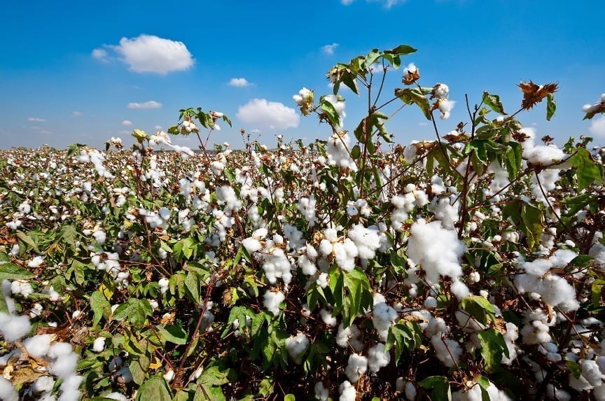 Cotton leaf curl virus (CLCV) can now be cured with the help of biotechnology as a major breakthrough has been made in transferring modified genes to local varieties