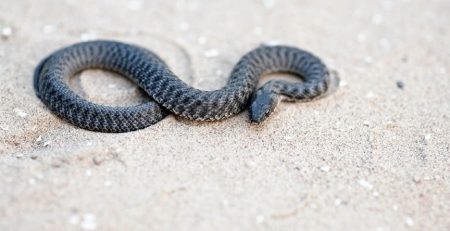 Identifying the venemous snake that has attacked the victim is important in order to use the proper anti-venom to treat it