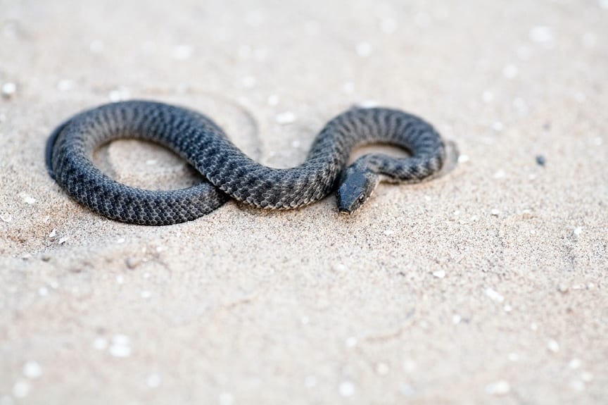 Identifying the venemous snake that has attacked the victim is important in order to use the proper anti-venom to treat it