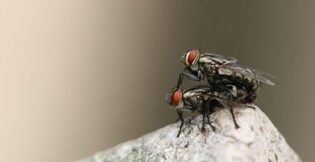 FBI, a camera system that recognizes the genetic identity of fruit flies and track their movements will revolutionize the study of their behavior