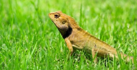 genes that grow lizard tails, could help scientists grow human tissues, could help humans