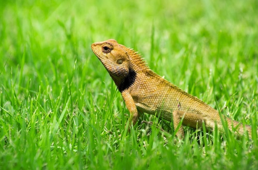 genes that grow lizard tails, could help scientists grow human tissues, could help humans