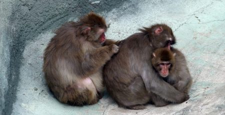 Campbell’s monkeys have cells that notify others in their troupe to danger. Monkeys use a noise that sounds like a krak to alert others of a presence of a leopard