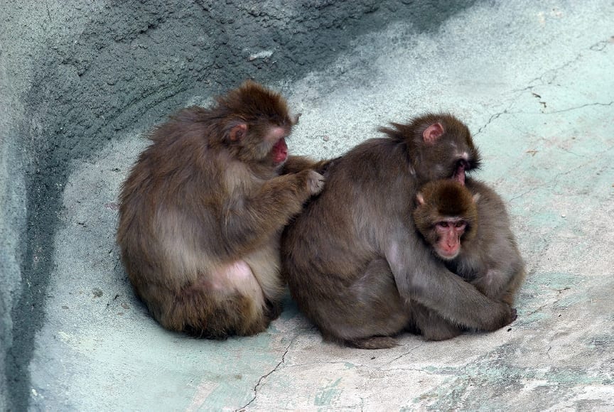 Campbell’s monkeys have cells that notify others in their troupe to danger. Monkeys use a noise that sounds like a krak to alert others of a presence of a leopard