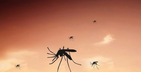 Mosquitos have a horrible reputation for not only being an annoyance, but carrying any number of highly infectious diseases