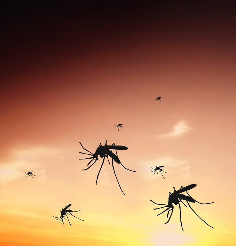 Mosquitos have a horrible reputation for not only being an annoyance, but carrying any number of highly infectious diseases