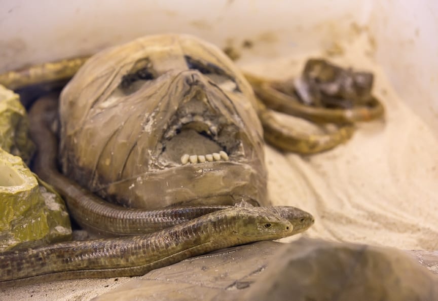 mummy buried with weed, most likely to ease pain of cancer, important figure throughout life