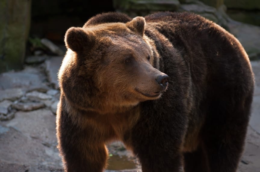 New teddy like bear discovered in China called Pika