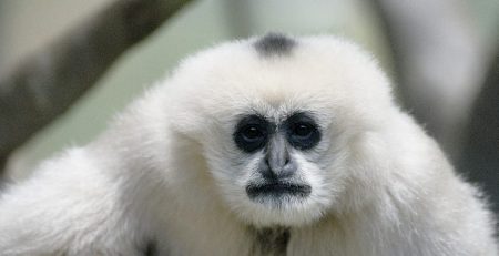 Researchers believe that have found a new species of a titi monkey in Brazil a few years back