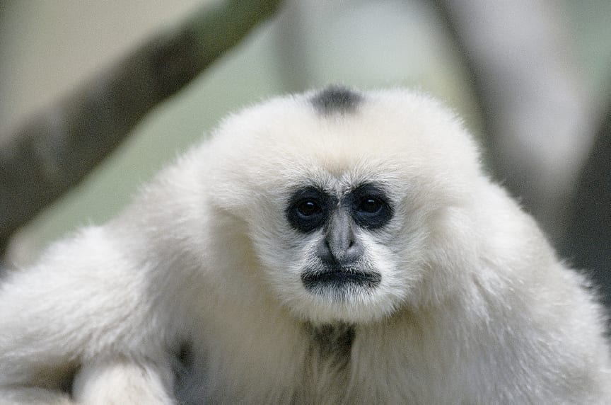 Researchers believe that have found a new species of a titi monkey in Brazil a few years back