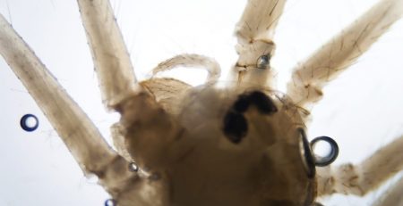 A new species of spider has been discovered in the Amazon